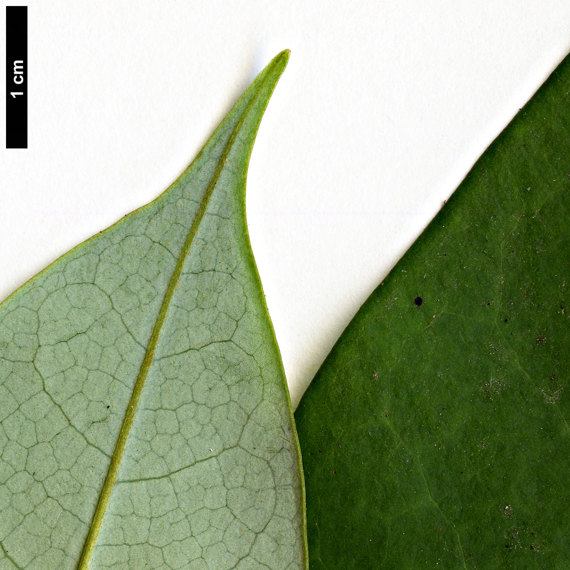 High resolution image: Family: Magnoliaceae - Genus: Magnolia - Taxon: sapaensis